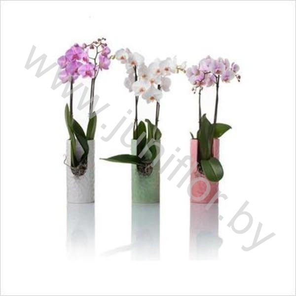 Фаленопсис Phal Mix 2 Tak Nathalie Gloss Keram