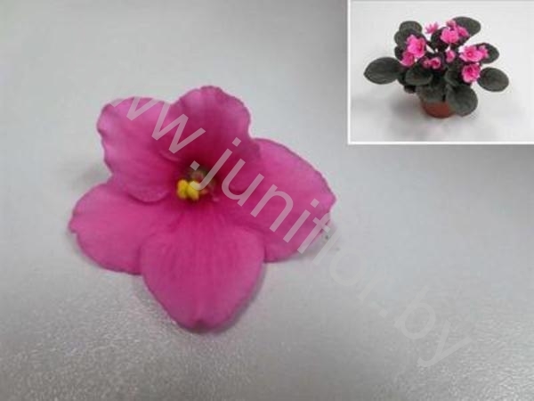 Сенполия Amy