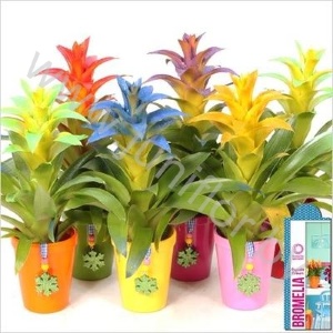 Гузмания Guzmania Sparkling Cupcake quito+hanger