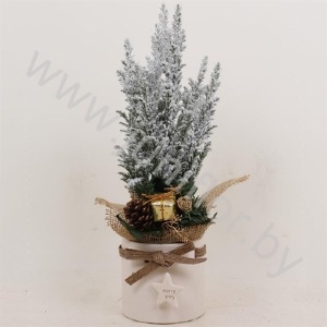 Кипарис Cham.Sn.Strik White Kersttoef SNOW