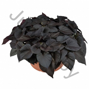 Ипомея Батат Ipomoea Batatas 