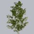 Asparagus_Umbulatum.jpg Asparagus Umbulatum