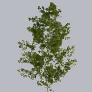 Asparagus Umbulatum