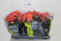 Бегония premium dardoran