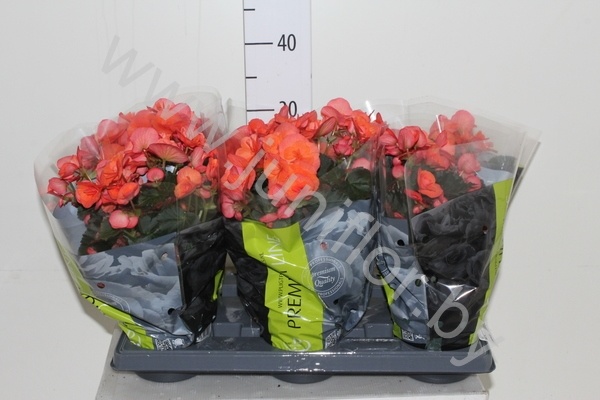 Бегония premium dardoran