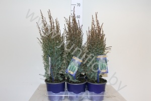Можжевельник Juniperus Arnold