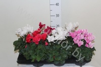 Цикламен Cyclamen SS Allure Gemengd