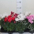 Цикламен Cyclamen SS Allure Gemengd Цикламен Cyclamen SS Allure Gemengd