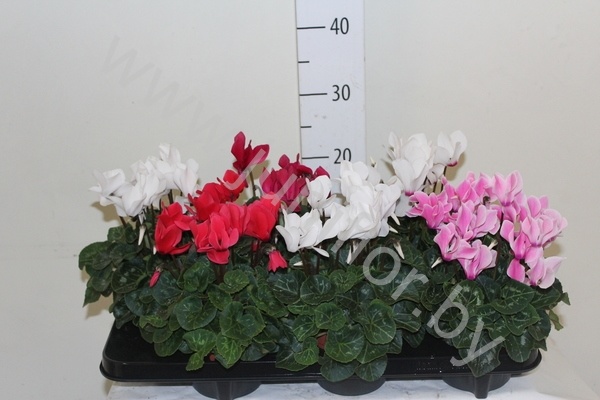 Цикламен Cyclamen SS Allure Gemengd