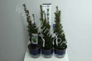 Тис Taxus Media Hicksii