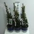 Тис Taxus Media Hicksii Тис Taxus Media Hicksii