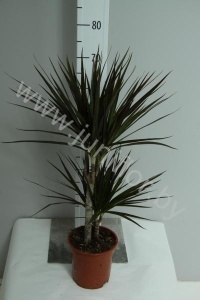 Драцена Dracaena Steudneri 45-20