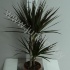 Драцена Dracaena Steudneri 45-20 Драцена Dracaena Steudneri 45-20