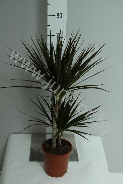 Драцена Dracaena Steudneri 45-20
