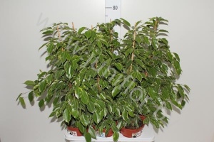 Фикус Ficus Golden King