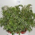 Фикус Ficus Golden King