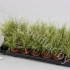 Осока Carex Brunnea Jubilo Осока Carex Brunnea Jubilo