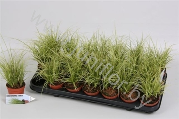 Осока Carex Brunnea Jubilo