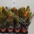 Кодиеум Codiaeum Excellent Кодиеум Codiaeum Excellent