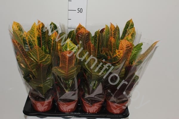 Кодиеум Codiaeum Excellent