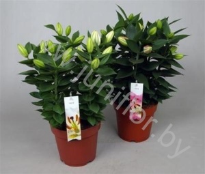 Лилия Lilium Rascal Gemengd