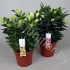 Лилия Lilium Rascal Gemengd Лилия Lilium Rascal Gemengd