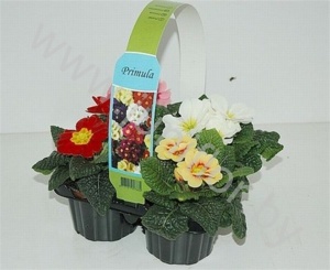 Примула Primula Ac.Grp Gem. In 4-Pack
