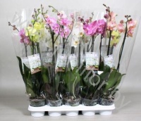 Фаленопсис Phal Mix 2-Stem 15+(Stolk Orchids)