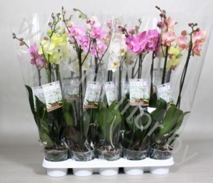 Фаленопсис Phal Mix 2-Stem 15+(Stolk Orchids)