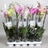 Фаленопсис Phal Mix 2-Stem 15+(Stolk Orchids) Фаленопсис Phal Mix 2-Stem 15+(Stolk Orchids)
