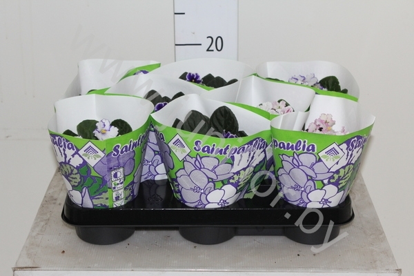 Сенполия Bicolor Mix Сенполия Bicolor Mix