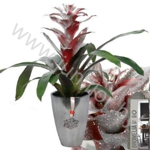 Гузмания Guzmania Sparkling Urban Silver+Hanger