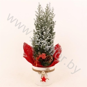 Кипарис Cham.Sn.Star White Kersttoef SNOW