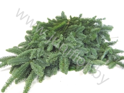 Лапник Большой Gr Noblis Nobles sup Лапник Большой Gr Noblis Nobles sup