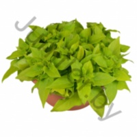 Ипомея Батат Ipomoea Batatas White