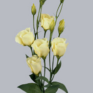 Эустома Piccolo Yellow