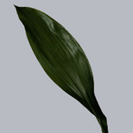 Aspidistra