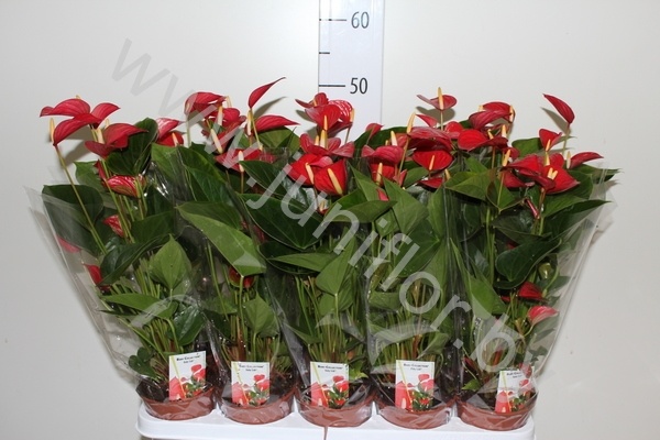 Антуриум Nano Red