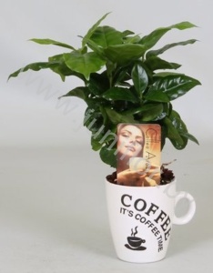 Кофе In Mok+Bark