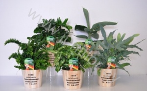 Микс Mix In Nairobi Houten Pot