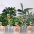 Микс Mix In Nairobi Houten Pot