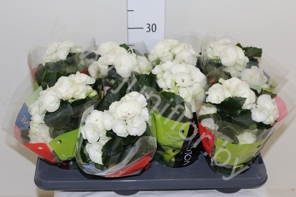 Бегония vulcano clara