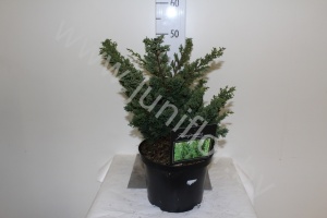 Можжевельник Juniperus Blaauw
