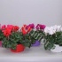 Цикламен Cyclamen SS Allure Ton Sur Ton Цикламен Cyclamen SS Allure Ton Sur Ton