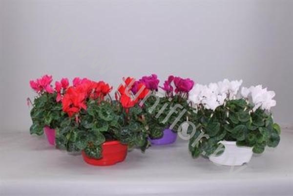 Цикламен Cyclamen SS Allure Ton Sur Ton