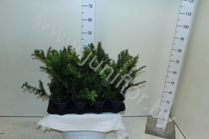 Тис Taxus Repandens