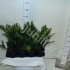 Тис Taxus Repandens