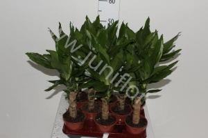 Драцена Dracaena Steudneri Enkele Stam