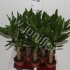 Драцена Dracaena Steudneri Enkele Stam Драцена Dracaena Steudneri Enkele Stam