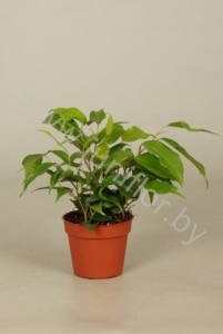 Фикус Ficus Goldie Bush